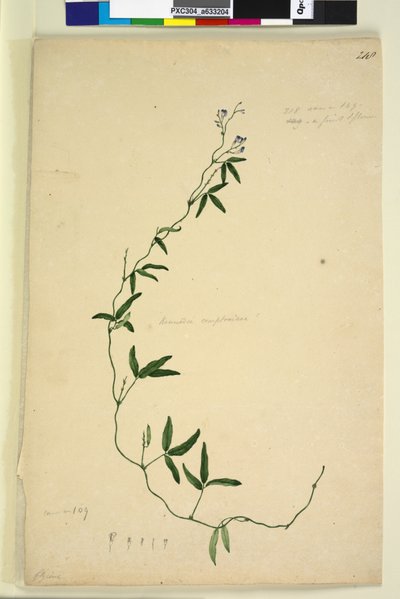 218ページ。Kennediacomptoniana Hardenbergia comptoniana、c.1803-06（WC、ペン、インク、鉛筆） 作： John William Lewin