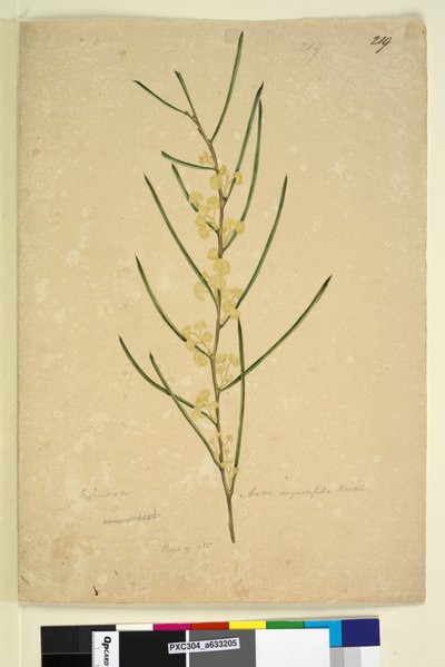 219ページ。Acacia angustifolia、c.1803-06（WC、ペン、インク、鉛筆） 作： John William Lewin