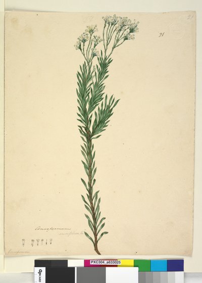 ページ21. Conospermum ericifolium、c.1803-06（トイレ、ペン、インク、鉛筆） 作： John William Lewin