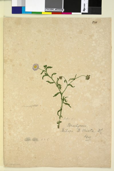 220ページ。ブラキカムマルチフィダ、c.1803-06（トイレ、ペン、インク、鉛筆） 作： John William Lewin