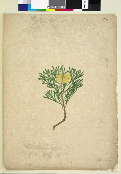 224ページIsopogon anemonifolius、c.1803-06（WC、ペン、インク、鉛筆） 作： John William Lewin