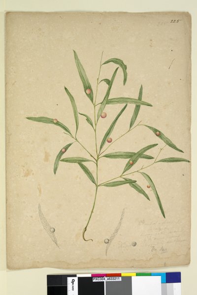 ページ225.ユーカリを生えたゴールの種の枝...、c.1803-06（wc、ペン、インク、鉛筆） 作： John William Lewin
