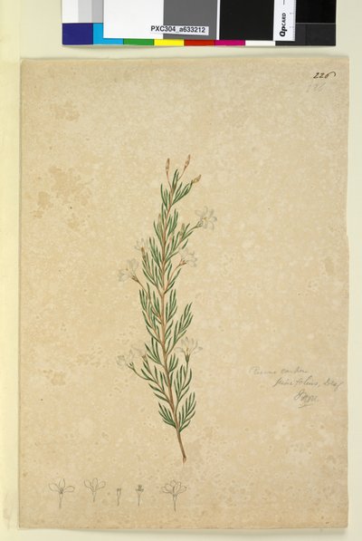226ページ。Ricinocarpuspinifolius、1803-06年頃（WC、ペン、インク、鉛筆） 作： John William Lewin