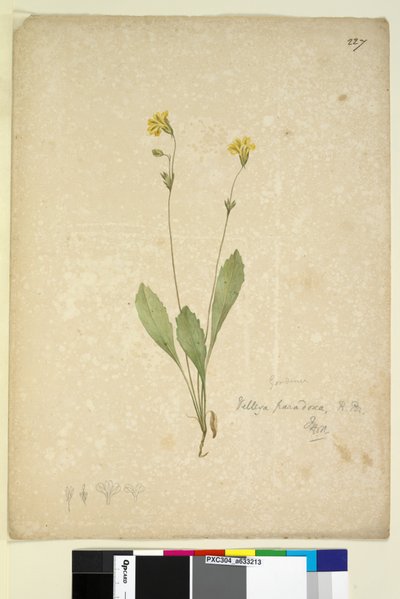 227ページ。Velleiaparadoxa、c.1803-06（wc、ペン、インク、鉛筆） 作： John William Lewin