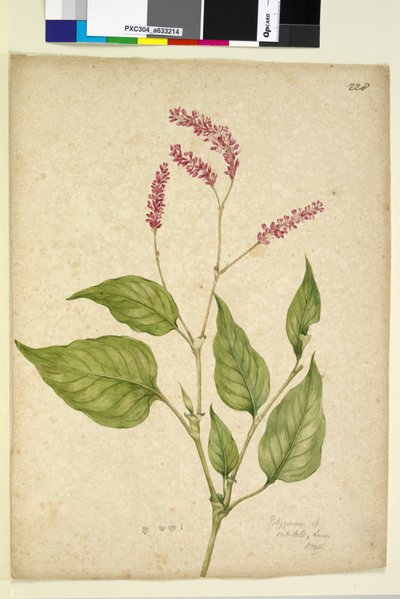228ページ。Polygonumorientale、c.1803-06（wc、ペン、インク、鉛筆） 作： John William Lewin