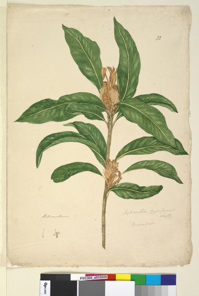 22ページ。Xylomelumpyriforme、c.1803-06（wc、ペン、インク、鉛筆） 作： John William Lewin