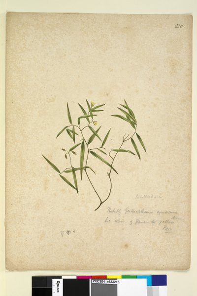 230ページ。Geitonoplesiumcymosum、c.1803-06（WC、ペン、インク、鉛筆） 作： John William Lewin