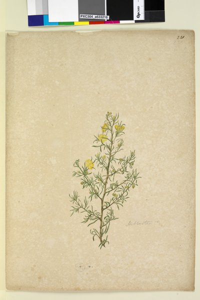 231ページ。Hibbertiasp、c.1803-06（wc、ペン、インク、鉛筆） 作： John William Lewin