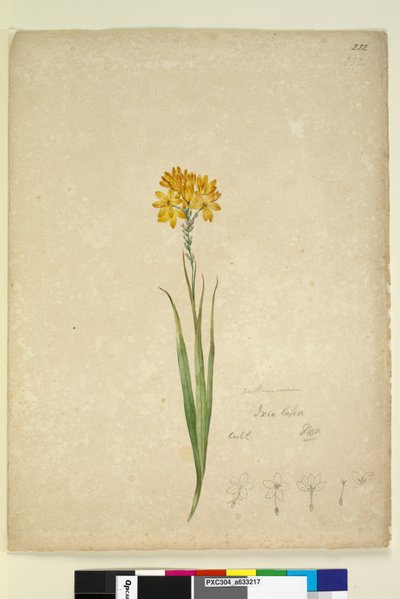 Page 232. Ixia lutea、c.1803-06（wc、ペン、インク、鉛筆） 作： John William Lewin