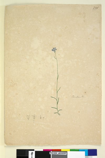 235ページ。カンパニュラ、1803年6月頃（トイレ、ペン、インク、鉛筆） 作： John William Lewin