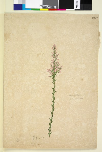 ページ236. Sprengelia、c.1803-06（トイレ、ペン、インク、鉛筆） 作： John William Lewin