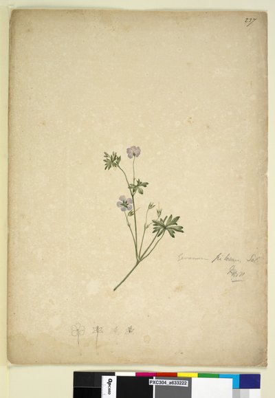 237ページ。ゼラニウムピロサム、1803年6月6日（WC、ペン、インク、鉛筆） 作： John William Lewin