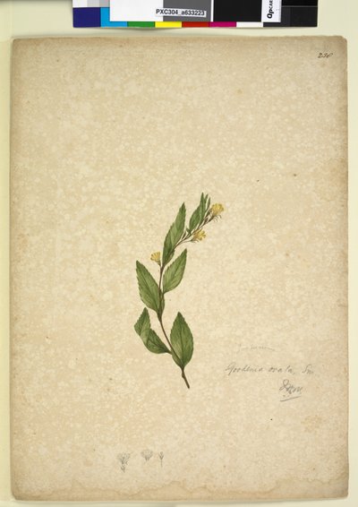 238ページ。Goodeniaovata、c.1803-06（wc、ペン、インク、鉛筆） 作： John William Lewin
