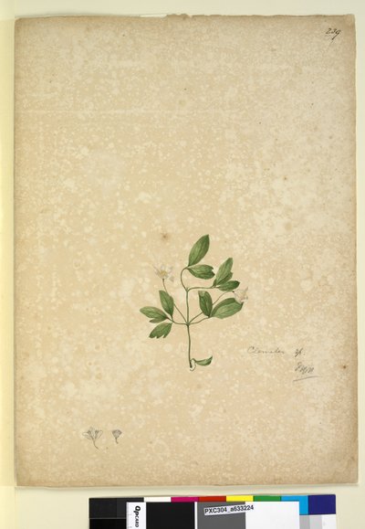 239ページ。クレマチス、1803年6月6日（トイレ、ペン、インク、鉛筆） 作： John William Lewin