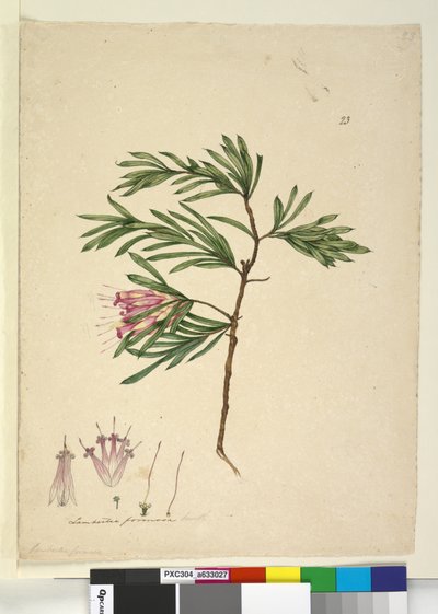 23.ランベルティアフォルモサ、1803年6月頃（WC、ペン、インク、鉛筆） 作： John William Lewin
