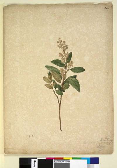 240ページ。Pomaderrisligustrina、c.1803-06（トイレ、ペン、インク、鉛筆） 作： John William Lewin