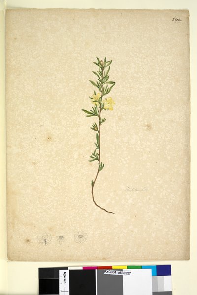 242ページ。Hibberta、1803年6月6日（WC、ペン、インク、鉛筆） 作： John William Lewin