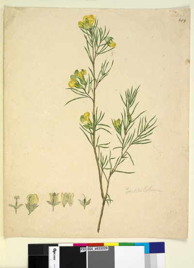 244ページ。ゴンフォロビウム、1803年6月6日（トイレ、ペン、インク、鉛筆） 作： John William Lewin