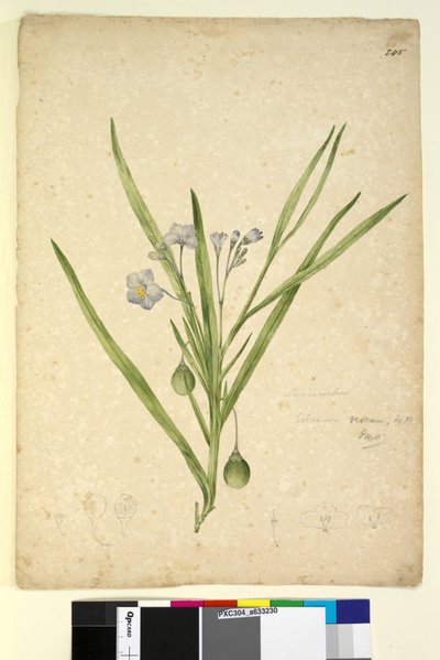 ページ245. Solanum vescum、c.1803-06（トイレ、ペン、インク、鉛筆） 作： John William Lewin