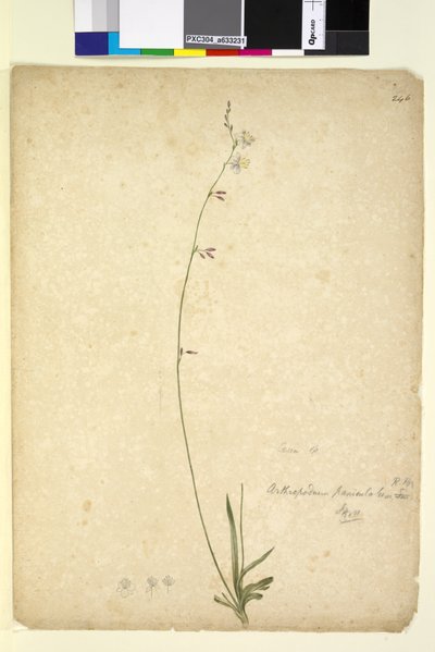 246ページ。Arthropodiumpaniculatum、c.1803-06（トイレ、ペン、インク、鉛筆） 作： John William Lewin