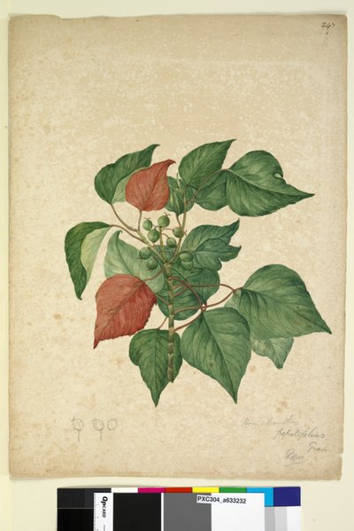 247ページ。Homolanthus populifolius Omalanthus populifolius、c.1803-06（トイレ、ペン、インク、鉛筆） 作： John William Lewin