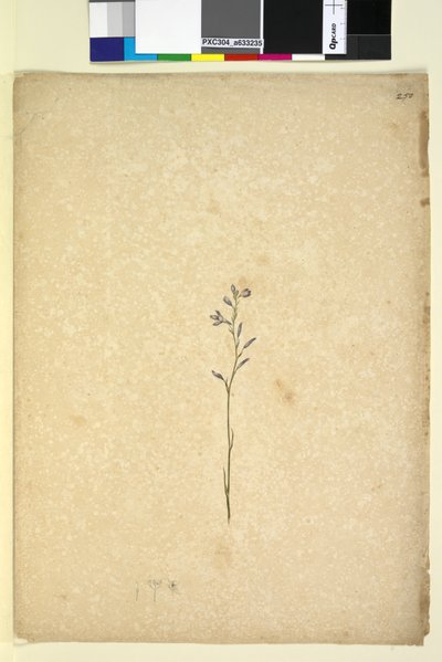 250ページ。正体不明の植物、c.1803-06（wc、ペン、インク、鉛筆） 作： John William Lewin