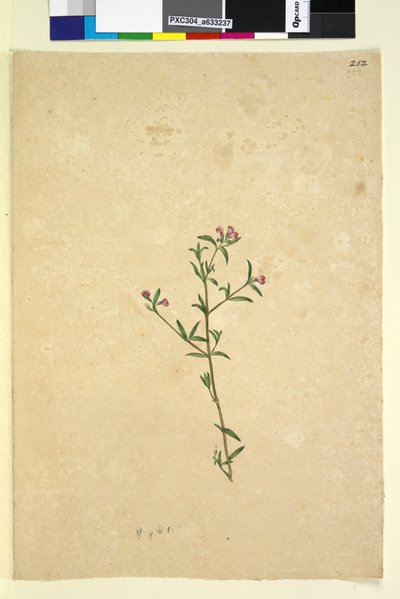 252ページ。正体不明の植物、1803-06年頃（トイレ、ペン、インク、鉛筆） 作： John William Lewin