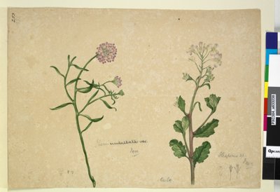253ページ。Iberisumbellata; Hesperis sp。、1803-06年頃（WC、ペン、インク、鉛筆） 作： John William Lewin