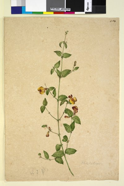 254ページ。プラティロビウム、1803年6月頃（トイレ、ペン、インク、鉛筆） 作： John William Lewin