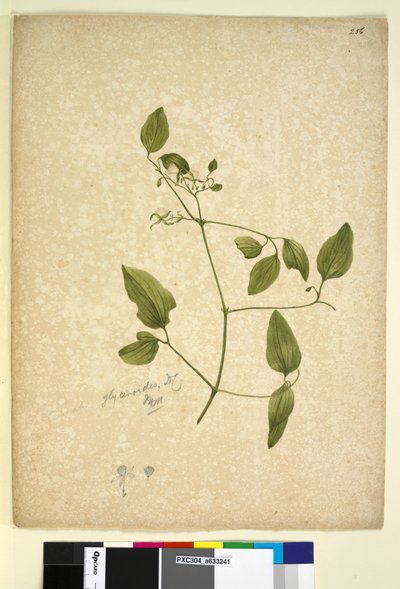 256ページ。クレマチスグリシノイド、1803-06年頃（トイレ、ペン、インク、鉛筆） 作： John William Lewin
