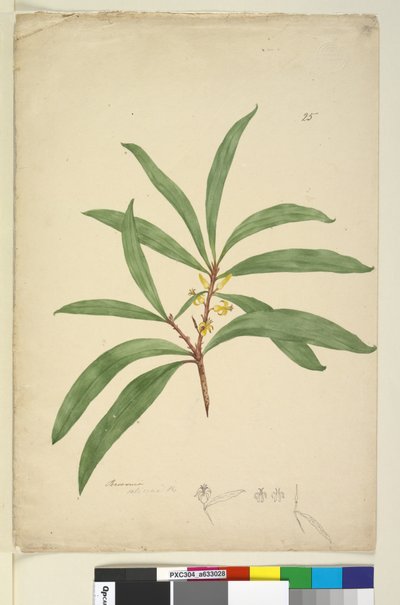ページ25. Persoonia salicina、c.1803-06（トイレ、ペン、インク、鉛筆） 作： John William Lewin
