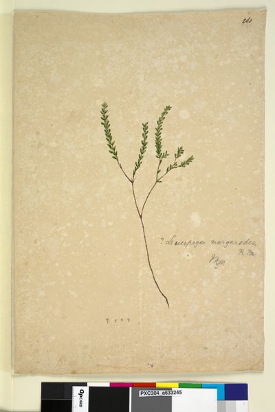 260ページLeucopogon margarodes、c.1803-06（WC、ペン、インク、鉛筆） 作： John William Lewin