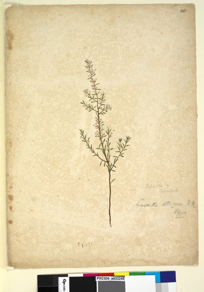 261ページ。Lissanthestrigosa、c.1803-06（wc、ペン、インク、鉛筆） 作： John William Lewin