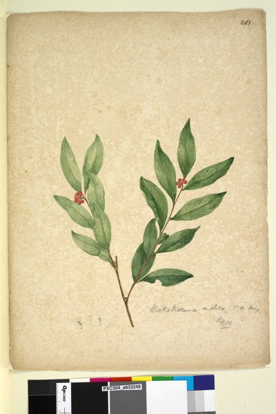 263ページ。Wikstroemia indica、c.1803-06（WC、ペン、インク、鉛筆） 作： John William Lewin