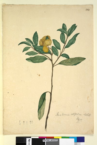 ページ264. Pomaderris elliptica、c.1803-06（WC、ペン、インク、鉛筆） 作： John William Lewin