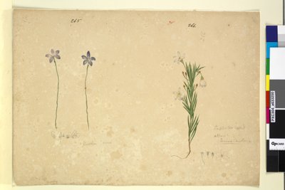265ページ。グロソディアマイナー。 266. Ricinocarpus、1803-06年頃（トイレ、ペン、インク、鉛筆） 作： John William Lewin