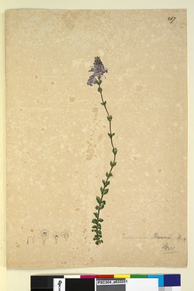 ページ267. Euphrasia brownii、c.1803-06（トイレ、ペン、インク、鉛筆） 作： John William Lewin