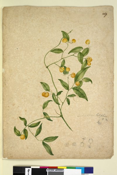 ページ269. Eustrephus latifolius、c.1803-06（トイレ、ペン、インク、鉛筆） 作： John William Lewin