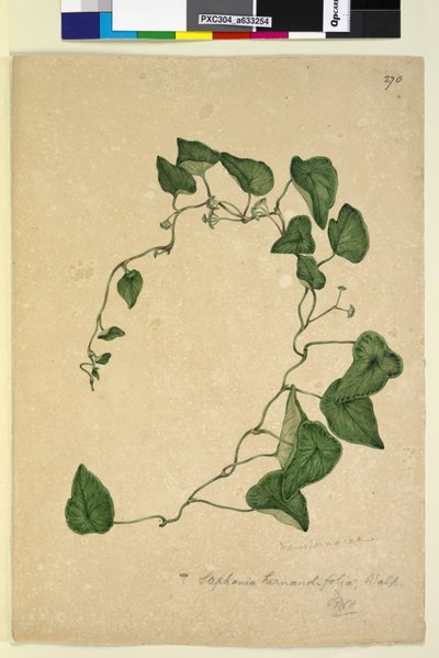 270ページ。Stephaniahernandiaefolia、c.1803-06（wc、ペン、インク、鉛筆） 作： John William Lewin