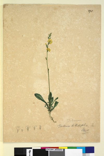 ページ271. Goodenia bellidifolia、c.1803-06（トイレ、ペン、インク、鉛筆） 作： John William Lewin