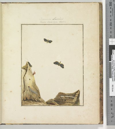 Page 27.プレート7 Cossuna Lewinii Tinea Cossuna Lewin、1803-04（手塗りのエッチングプリント） 作： John William Lewin