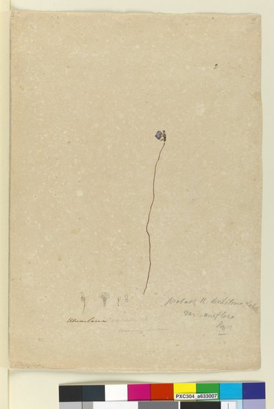 ページ2. Utricularia dichotoma、c.1803-06（トイレ、ペン、インク、鉛筆） 作： John William Lewin