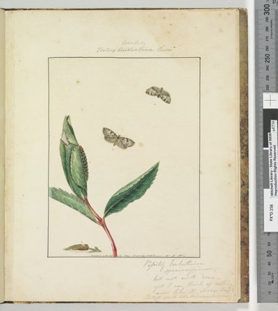 ページ31.プレート8 Ara .. Tortrix Australana Lewin、1803-04（手塗りのエッチングプリント） 作： John William Lewin
