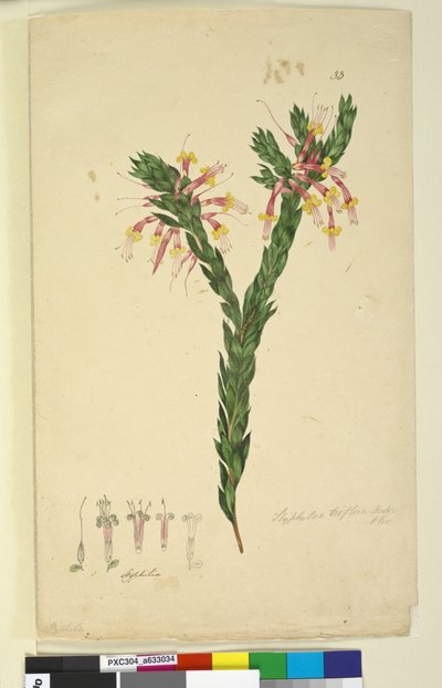 33. Styphelia triflora、c.1803-06（トイレ、ペン、インク、鉛筆） 作： John William Lewin