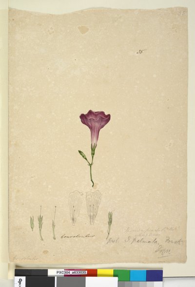 35. Ipomoea palmata、c.1803-06（トイレ、ペン、インク、鉛筆） 作： John William Lewin