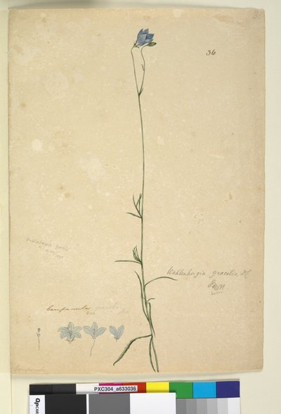 36. Wahlenbergia gracilis、c.1803-06（wc、ペン、インク、鉛筆） 作： John William Lewin