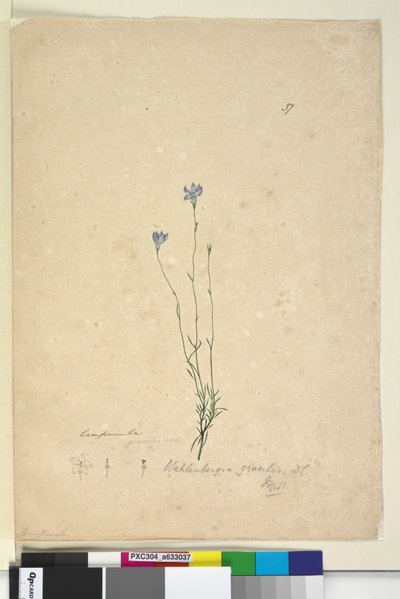 37. Wahlenbergia gracilis、c.1803-06（wc、ペン、インク、鉛筆） 作： John William Lewin