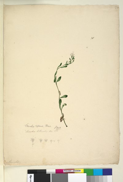 ページ38. Samolus repens、c.1803-06（トイレ、ペン、インク、鉛筆） 作： John William Lewin