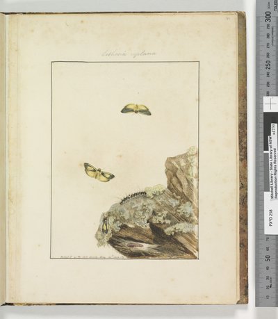 39ページ。プレート10リソサレプラナ、1803-04（手塗りのエッチングプリント） 作： John William Lewin