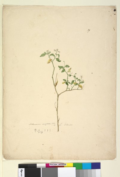 39ページ。Solanum nigrum、c.1803-06（トイレ、ペン、インク、鉛筆） 作： John William Lewin